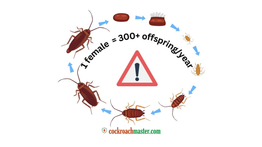 How Do Cockroaches Get Into Your House 2025 Entry Points & Prevention Tips