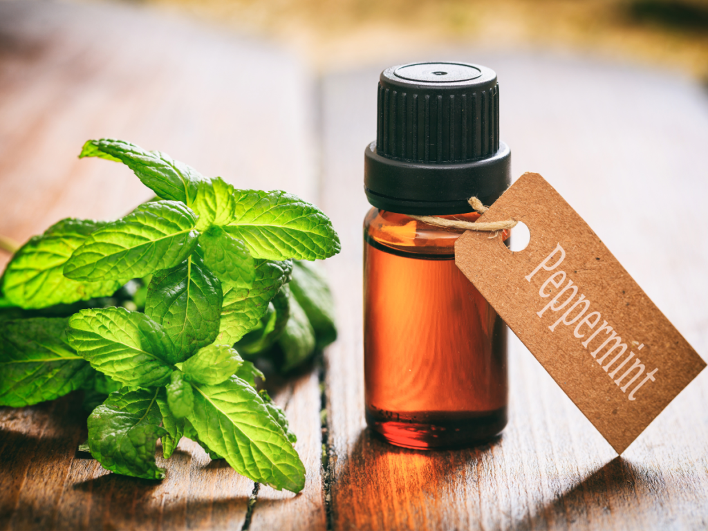 How to Prepare Peppermint Oil for Cockroaches