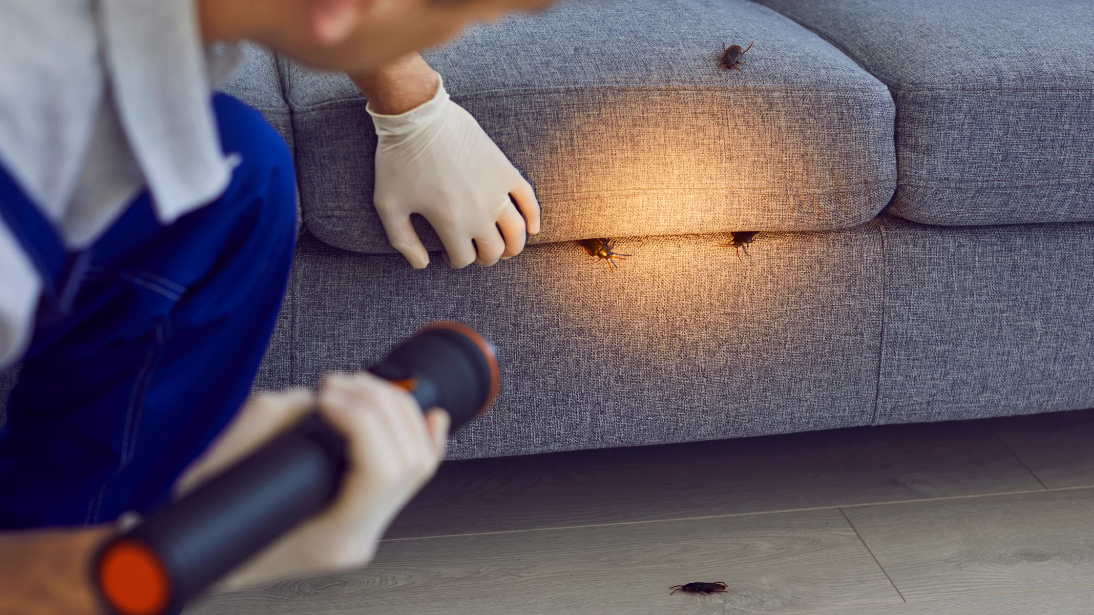How to Prepare for Cockroach Extermination