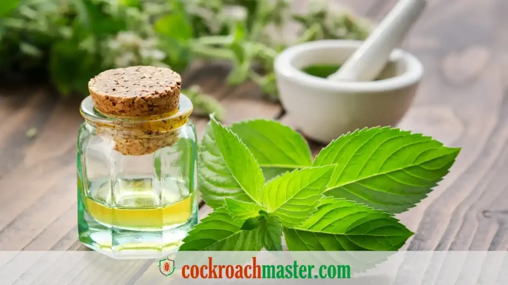 what scent keeps roaches away, what scent do roaches hate, what smells do cockroaches hate, what smell do cockroaches hate, scents roaches don't like, smells that keep roaches away, what smells repel cockroaches, scents that repel cockroaches