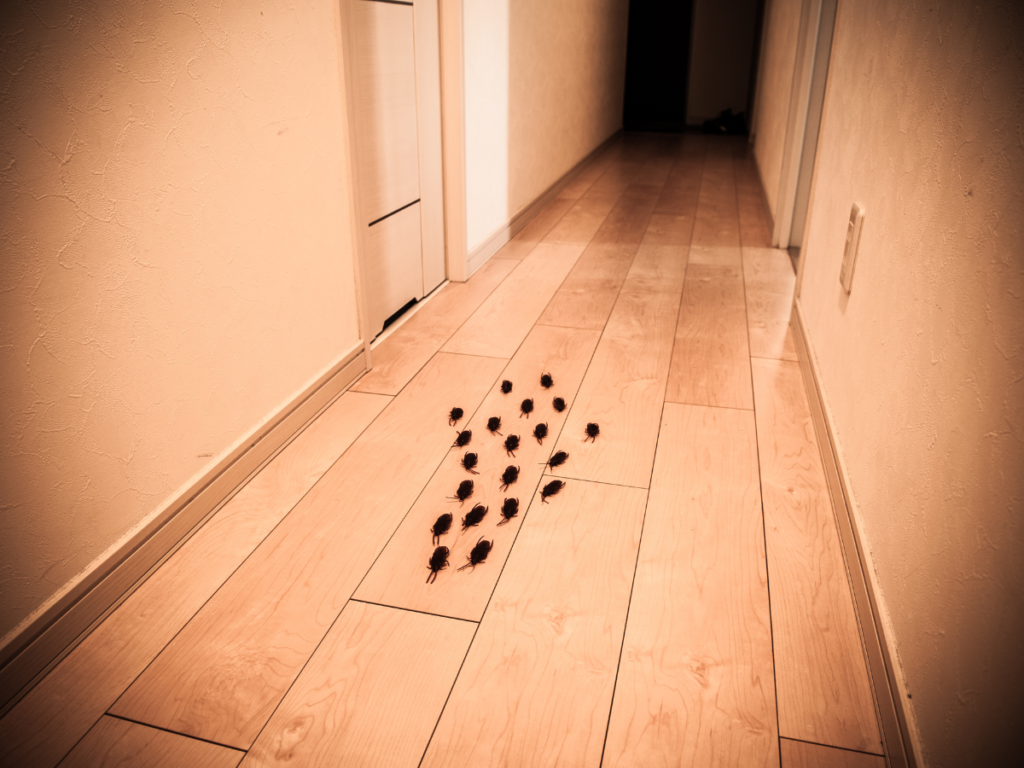 Preventing Future Infestations