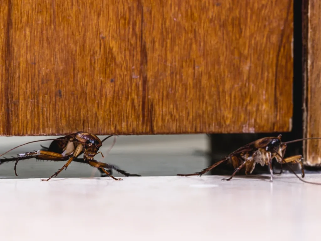 How to Prepare for Cockroach Extermination