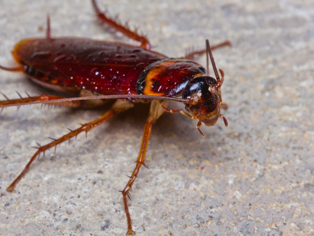 Why Do Cockroach Infestations Smell