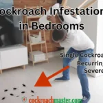 Reasons Why Cockroaches in Bedroom