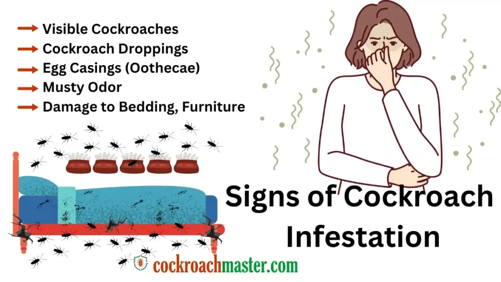 Reasons Why Cockroaches in Bedroom, Signs of Cockroach Infestation in Your Bedroom