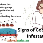 Reasons Why Cockroaches in Bedroom, Signs of Cockroach Infestation in Your Bedroom