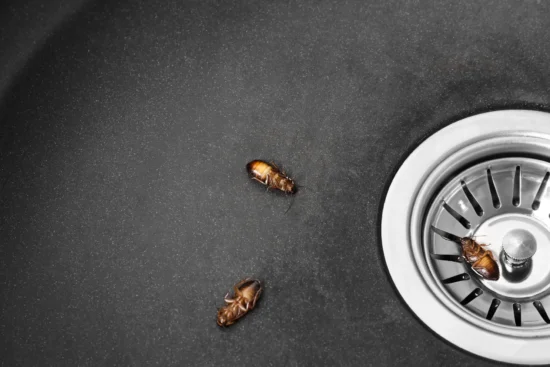 Say Goodbye to Cockroaches in Sink Drain with These Tips!