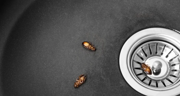 Say Goodbye to Cockroaches in Sink Drain with These Tips!