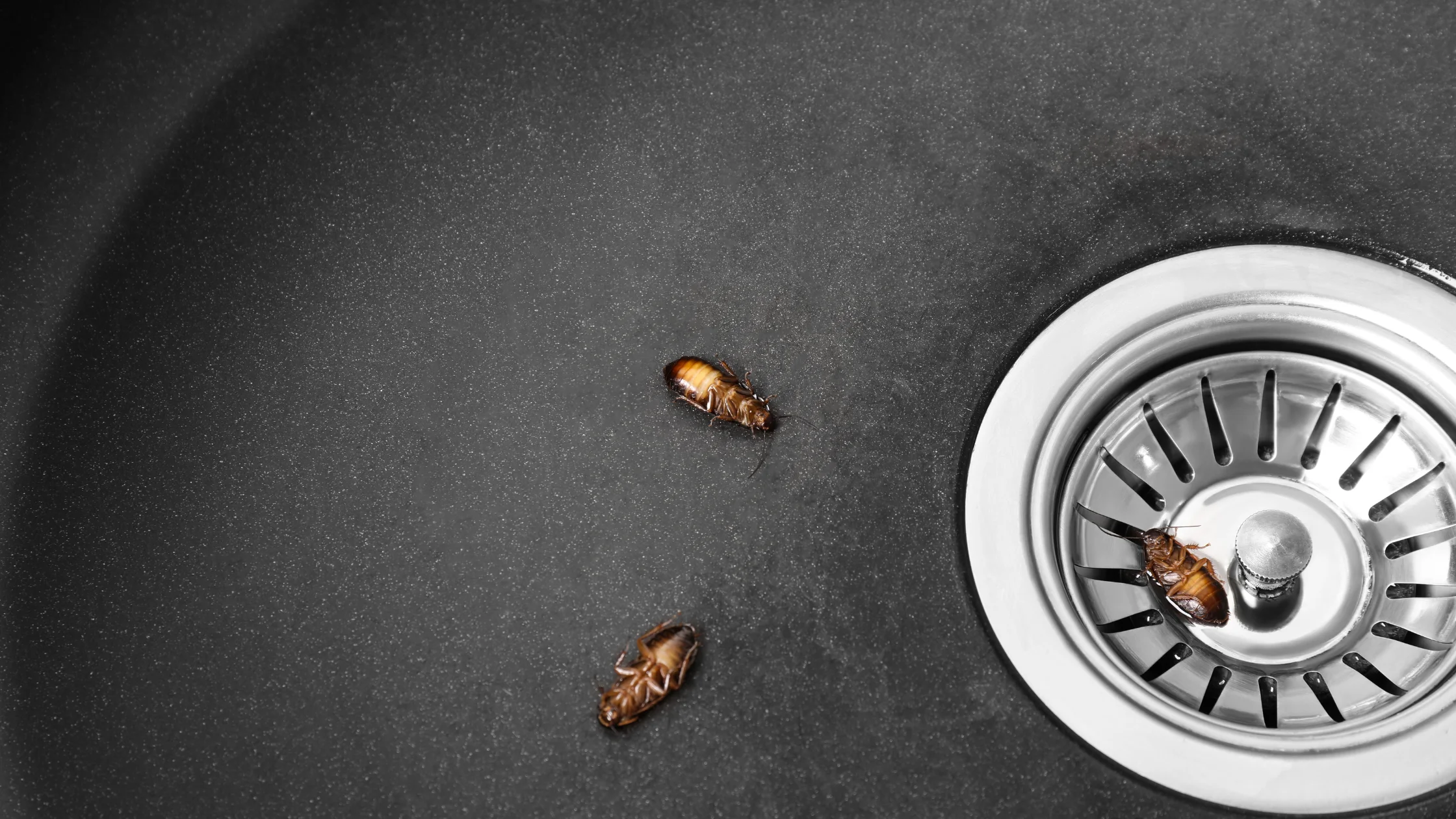 Say Goodbye to Cockroaches in Sink Drain with These Tips!