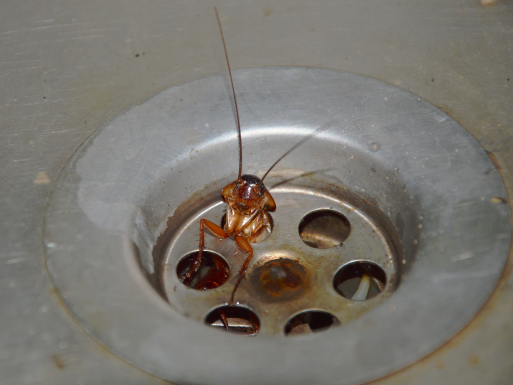 Signs of Cockroaches in Sink Drain