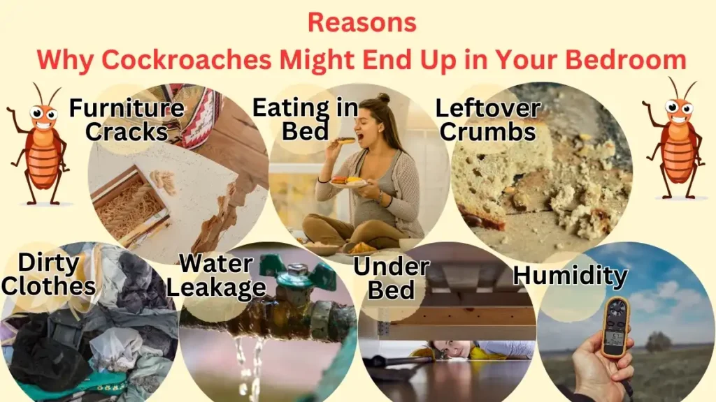 Reasons Why Cockroaches in Bedroom