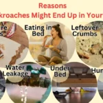 Reasons Why Cockroaches in Bedroom