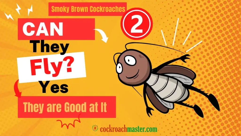 Can Smoky Brown Cockroaches Fly (Yes, and They’re Good at It