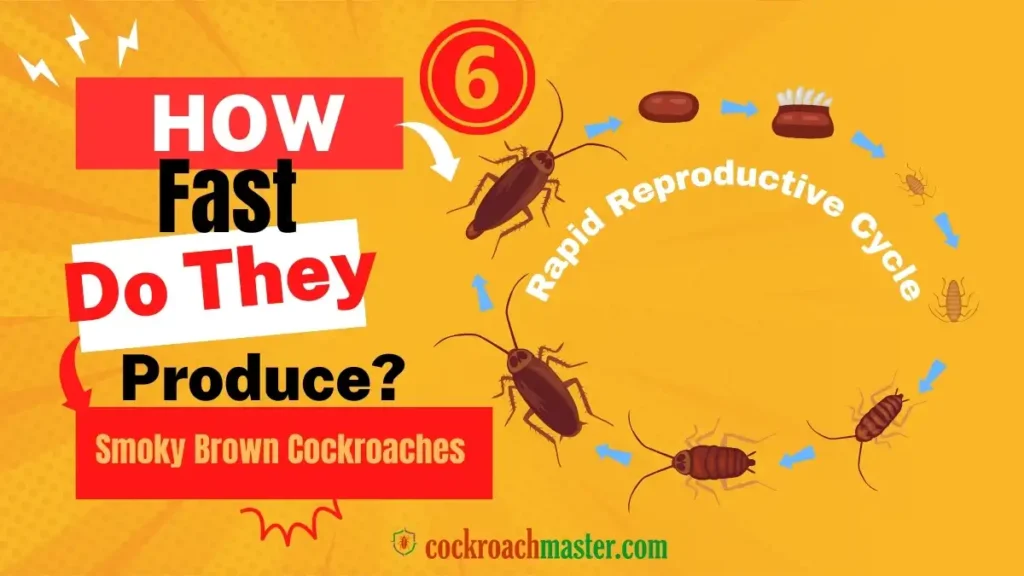How Fast Do They Reproduce Smoky Brown Cockroaches