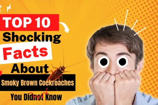 "10 Shocking Facts About Smoky Brown Cockroaches You Didn’t Know"
