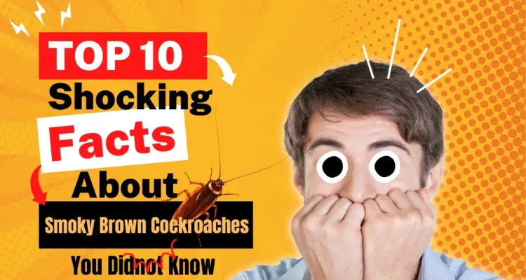 "10 Shocking Facts About Smoky Brown Cockroaches You Didn’t Know"
