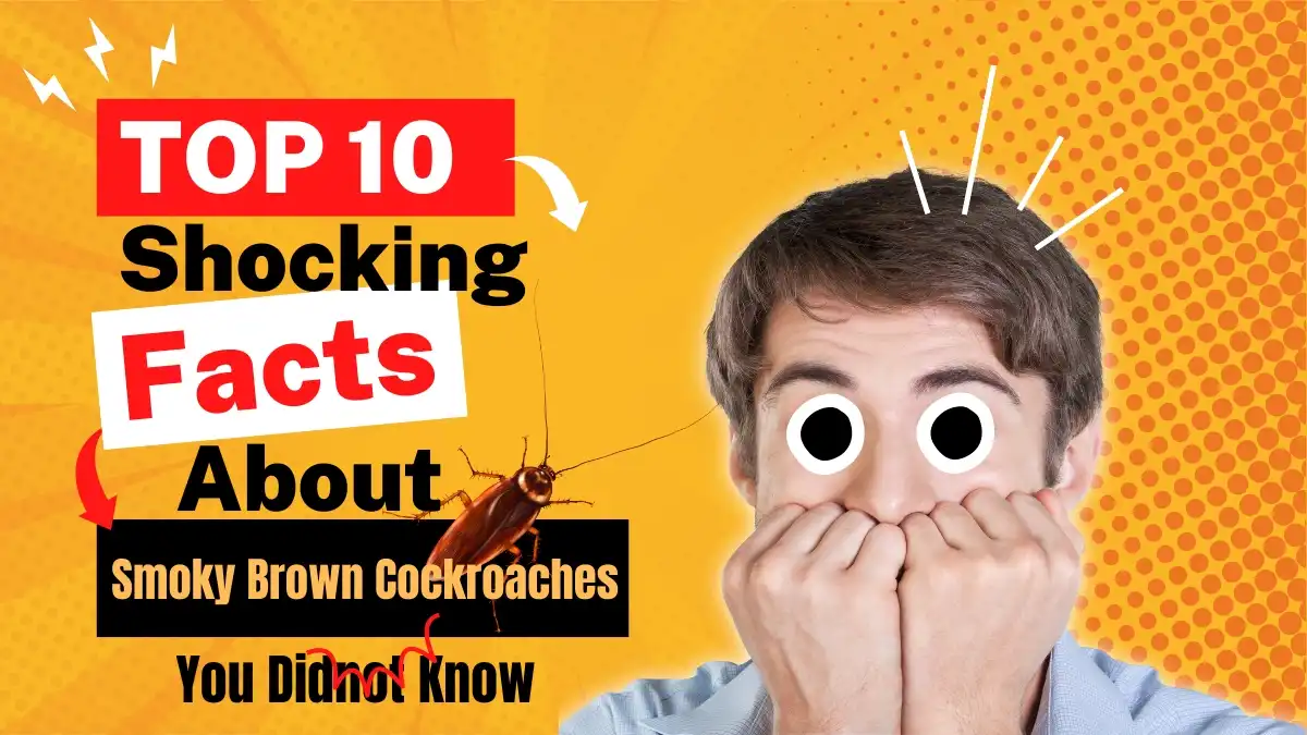 "10 Shocking Facts About Smoky Brown Cockroaches You Didn’t Know"