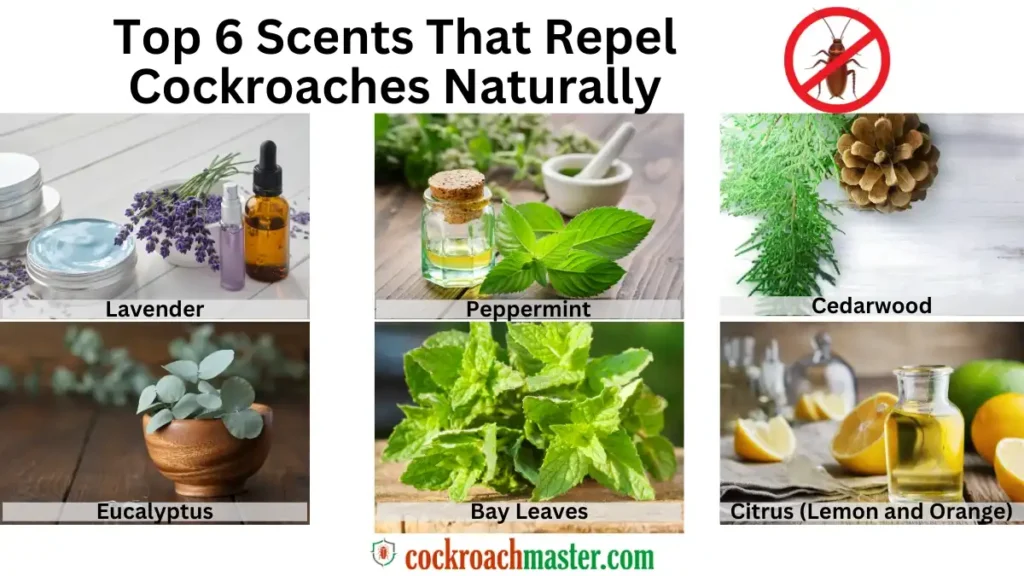 Reasons Why Cockroaches in Bedroom, what scent keeps roaches away, what scent do roaches hate, what smells do cockroaches hate, what smell do cockroaches hate, scents roaches don't like, smells that keep roaches away, what smells repel cockroaches