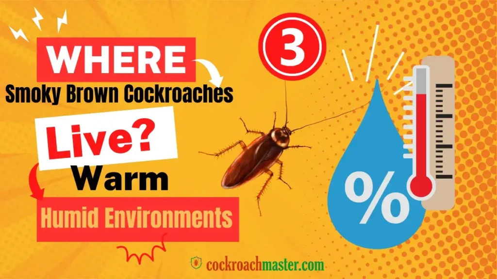 Where Do Smoky Brown Cockroaches Live
