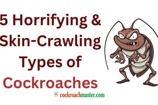 5 Horrifying & Skin-Crawling Types of Cockroaches
