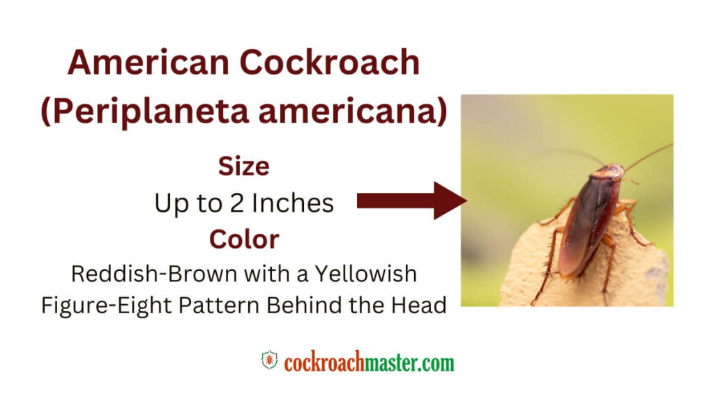 5 Horrifying & Skin-Crawling Types of Cockroaches, American Cockroach (Periplaneta americana)