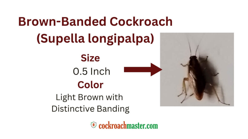 5 Horrifying & Skin-Crawling Types of Cockroaches, Brown-Banded Cockroach (Supella longipalpa)