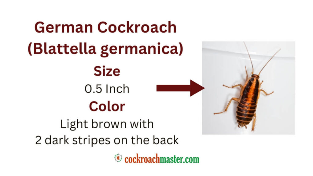 5 Horrifying & Skin-Crawling Types of Cockroaches, German Cockroach (Blattella germanica)