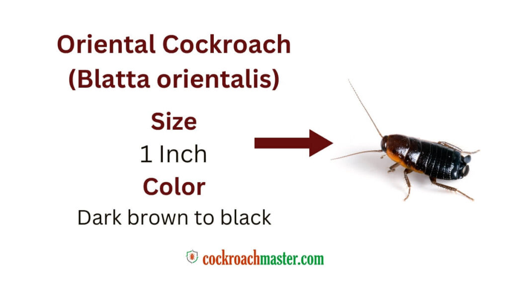 5 Horrifying & Skin-Crawling Types of Cockroaches, Oriental Cockroach (Blatta orientalis)