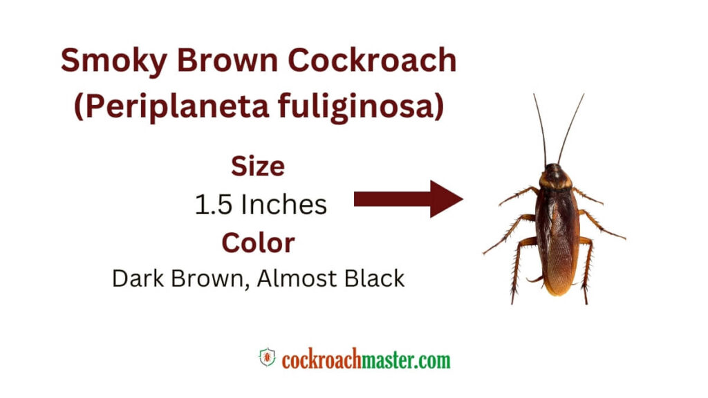 5 Horrifying & Skin-Crawling Types of Cockroaches, Smoky Brown Cockroach (Periplaneta fuliginosa)