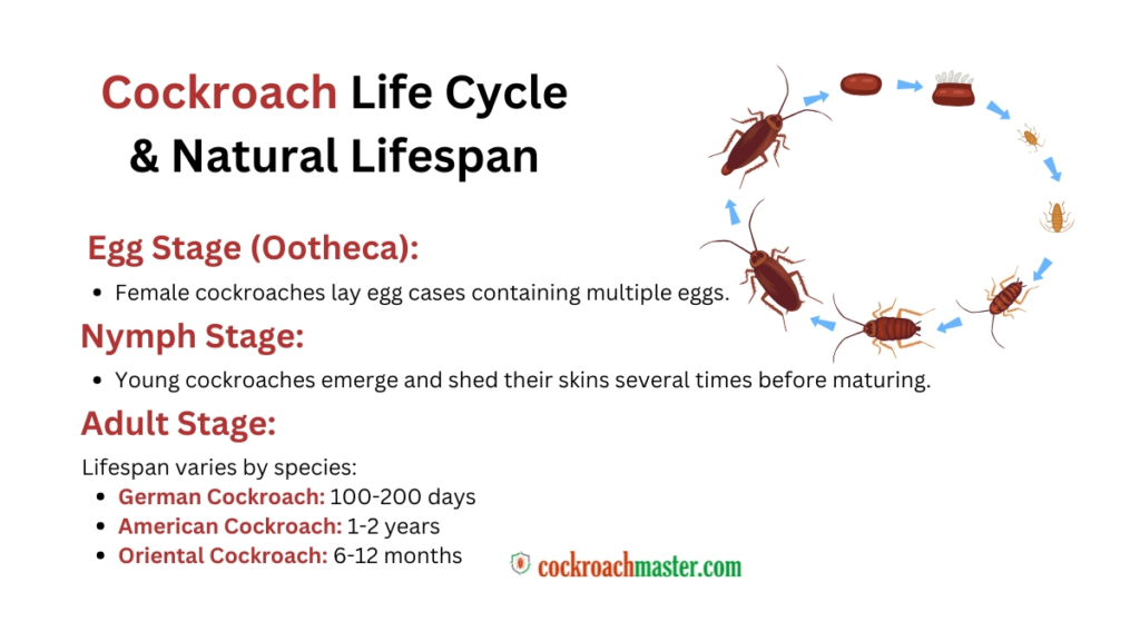 How Long Can Cockroaches Live Survival Facts & Expert Insights 2025!, Cockroach Life Cycle & Natural Lifespan