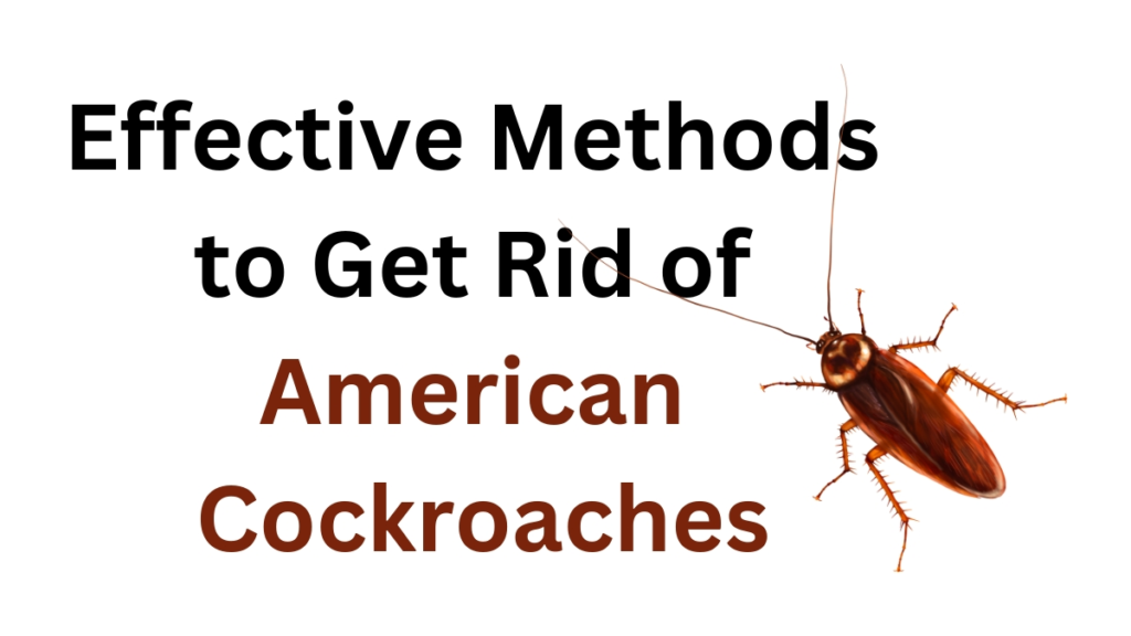 Effected method to get rid of American Cockroach