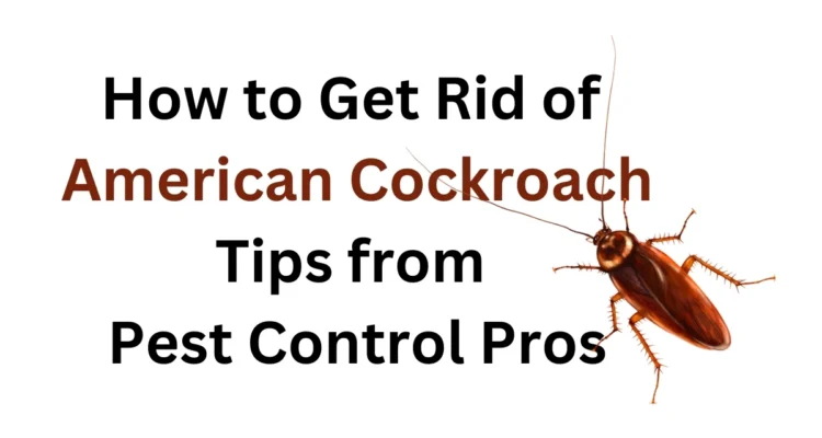 How to get rid of American Cockroach