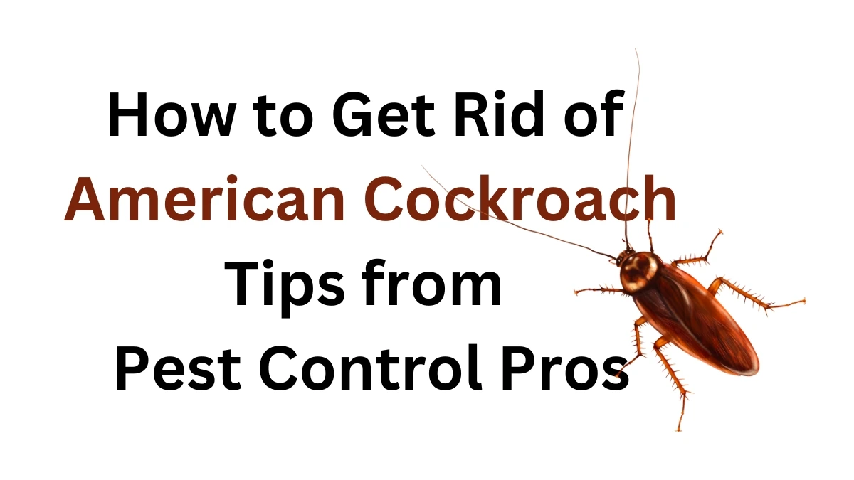 How to get rid of American Cockroach