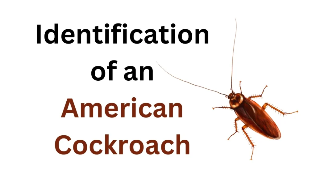 Identification of American Cockroach