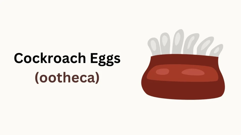 Ootheca Development